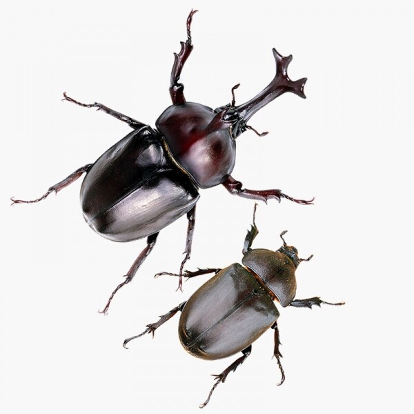 곤충아카데미,장수풍뎅이 1쌍 수컷+암컷  (크기선택가능)