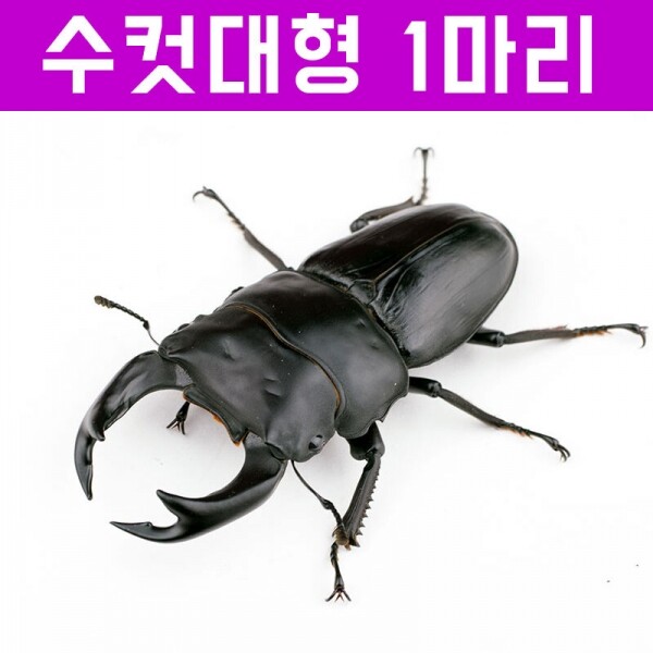 곤충아카데미,왕사슴벌레 수컷 (크기선택가능) 70~80mm 대형~초대형